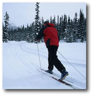 Man cross country skiing in pine forest