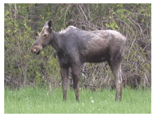 Moose in field near Ottawa Ontario