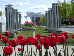 Tulips at Casino Lac Leamy near Ottawa